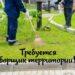 Уборщик территории